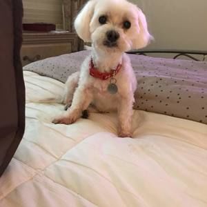 Meet your Posher, Bob